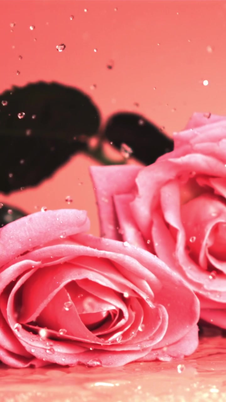 Rose rosa che cadono con gocce d'acqua al rallentatore