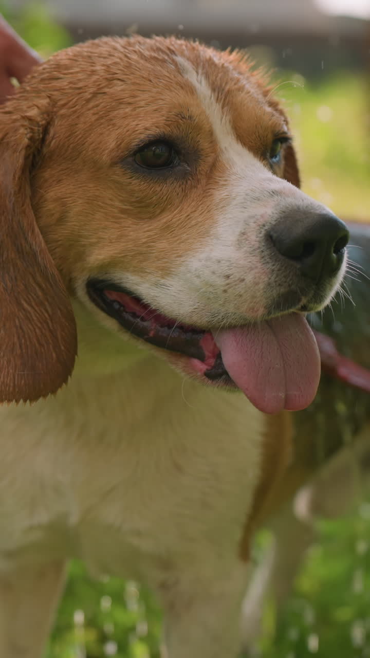 dueño del perro bañando al perro con la boca del perro abierta al aire libre, salpicando agua mientras el perro parece reflexivo, sosteniendo el bolso en la mano, el fondo presenta vegetación exuberante y árboles