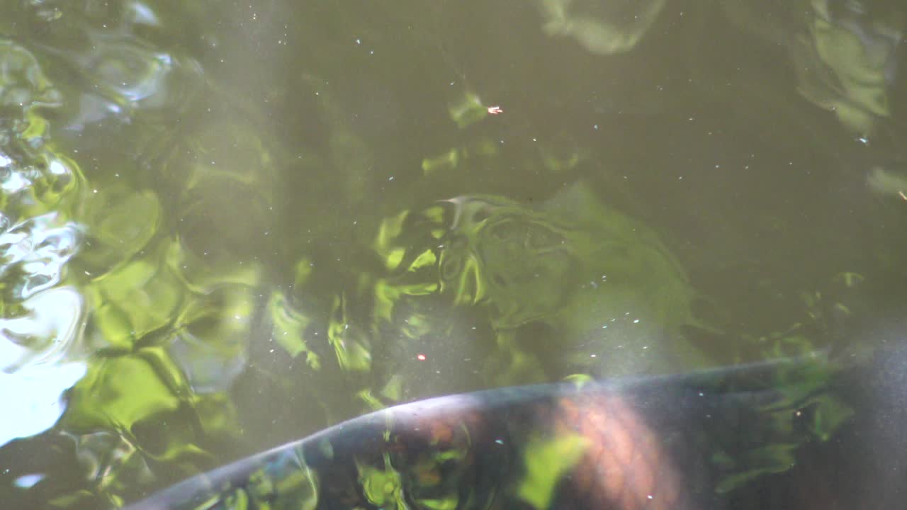 신주쿠 교엔 국립 정원 연못에 있는 물고기의 모습