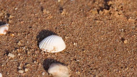 hand places shell on sand in chonburi, thailand