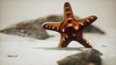 Estrella-De-Mar-Roja-En-La-Playa-Del-Océano-Con-Arena-Dorada