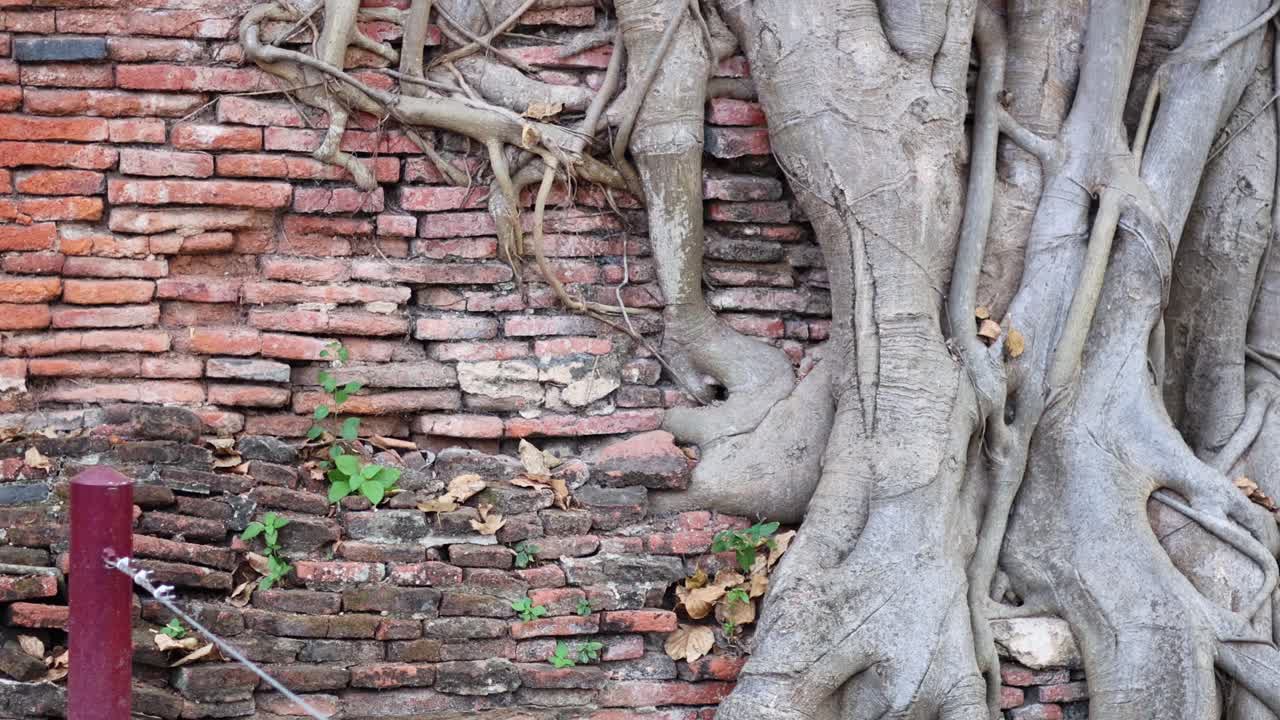 고대 부처의 머리는 바나무 뿌리에 여 있습니다.