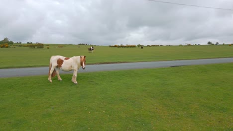 caballo blanco mirando a la cámara en un campo de hierba mientras un coche pasa en una carretera cercana