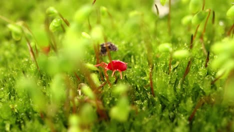 Trombidiidae,-Bekannt-Als-Rote-Samtmilben,-Echte-Samtmilben-Oder-Regenwanzen,-Sind-Spinnentiere,-Die-Im-Bodenabfall-Vorkommen-Und-Für-Ihre-Leuchtend-Rote-Farbe-Bekannt-Sind.