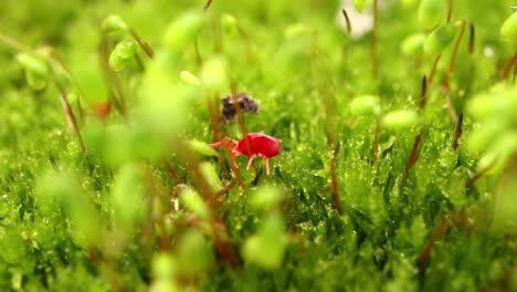 los trombidiidae, conocidos como ácaros de terciopelo rojo, verdaderos ácaros de terciopelo o insectos de la lluvia, son arácnidos que se encuentran en la basura del suelo conocidos por su color rojo brillante.