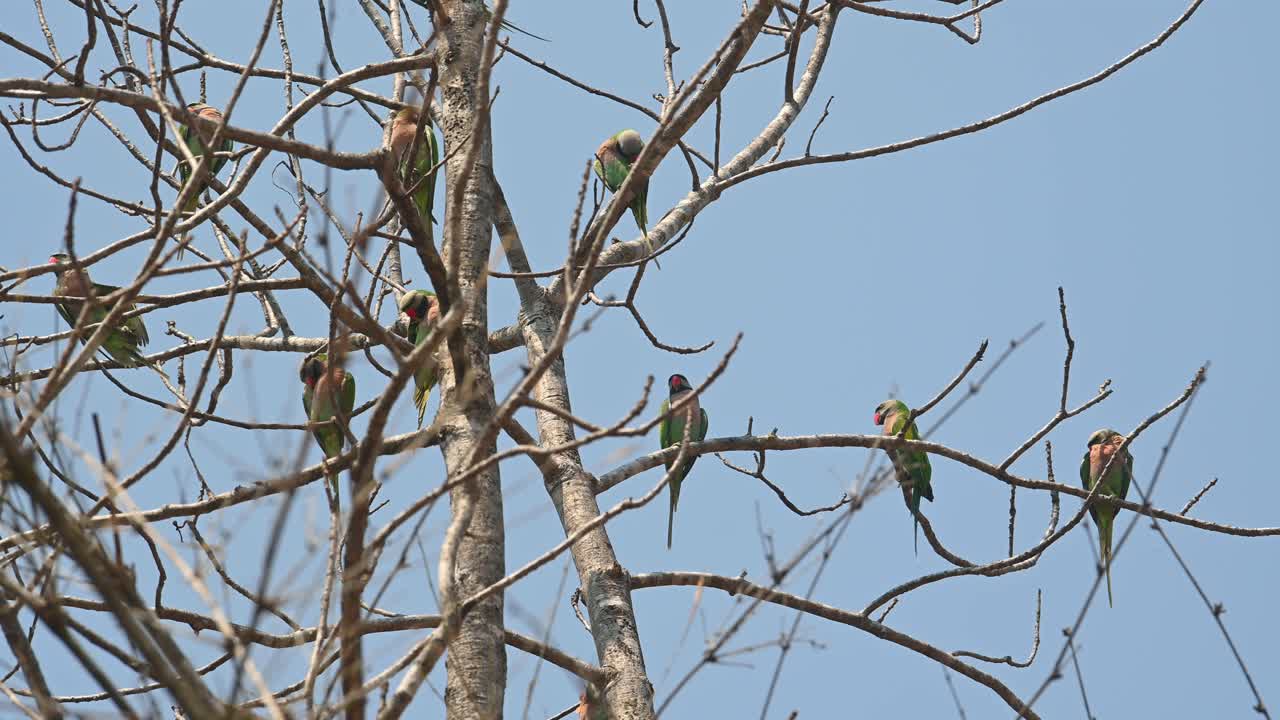 periquito de pecho rojo, psittacula alexandri, santuario de vida silvestre huai kha kaeng, tailandia