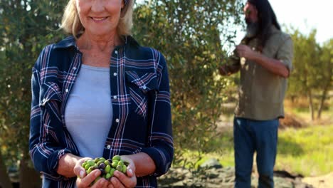 mujer sosteniendo aceitunas cosechadas mientras el hombre trabaja en el fondo 4k