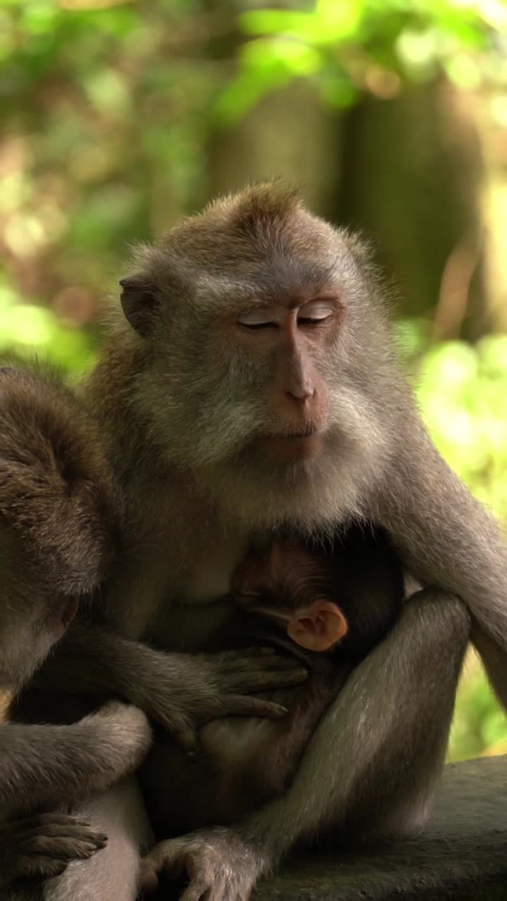 In this intimate moment, a mother monkey nurses her baby while another monkey watches, all captured in slow motion at the Monkey Forest, Ubud.
