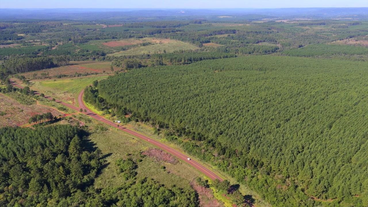 Piantagione commerciale di pini copre dolci colline a Misiones, Argentina, con una strada sterrata rossa che attraversa il paesaggio gestito e vegetazione autoctona che circonda le piantagioni coltivate, scorrimento laterale.