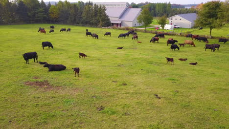 Vista-Aérea-De-Una-Manada-De-Ganado-Vacuno-Angus-Negro-En-Pastos-En-Un-Campo-Agrícola