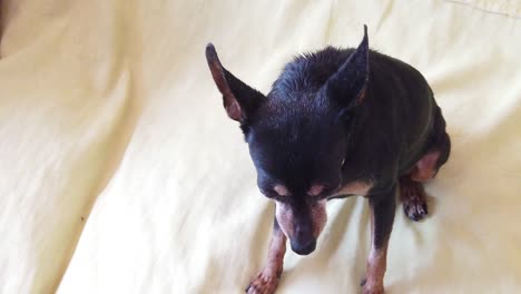 Nahaufnahme-Eines-Niedlichen-Alten-Schwarzbraunen-Mini-Pinscher-Hundes,-Der-Ruhig-Auf-Dem-Sofa-In-Zeitlupe-Sitzt