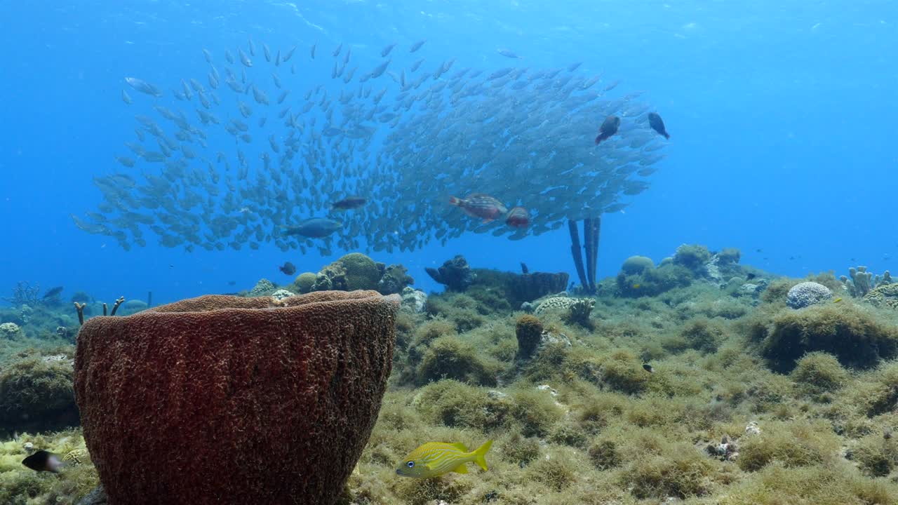 bola de cebo en el arrecife de coral en el mar del caribe alrededor de curacao