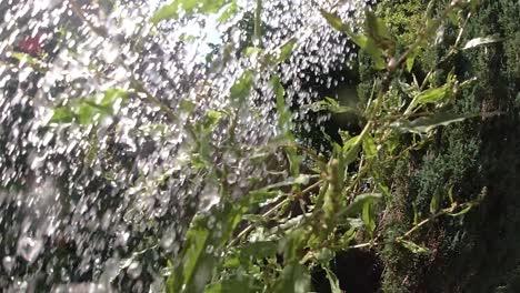 Movimiento-Ultra-Lento-De-Agua-De-Manguera-Rociando-Plantas-Calientes-En-Verano