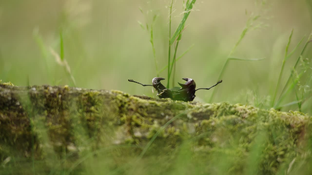кинематографический низкоугольный крупный кадр оленя-жука, борющегося за то, чтобы подняться на моховой бревно