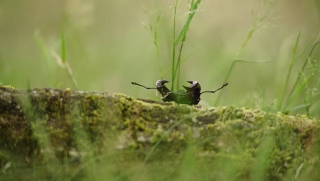 Cinematic-low-angle-closeup-of-stag-beetle-struggling-to-climb-up-mossy-log