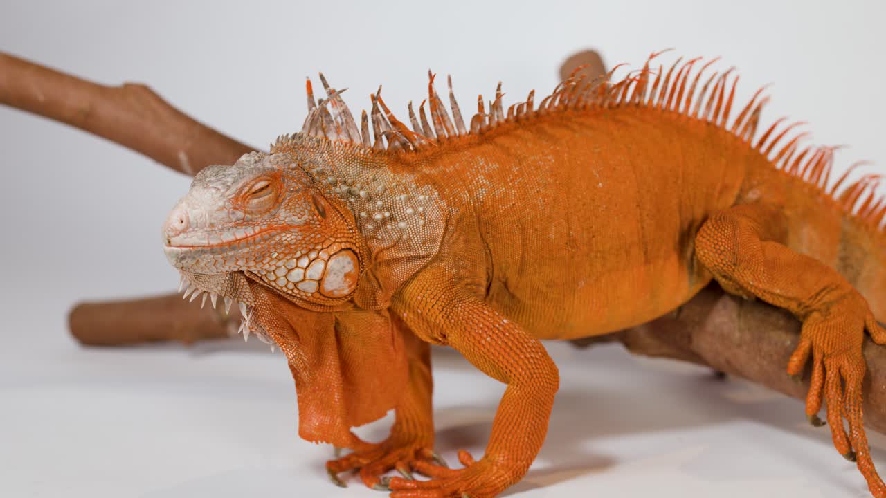 Una toma de primer plano detallada de una iguana naranja posada en una rama sobre fondo blanco
