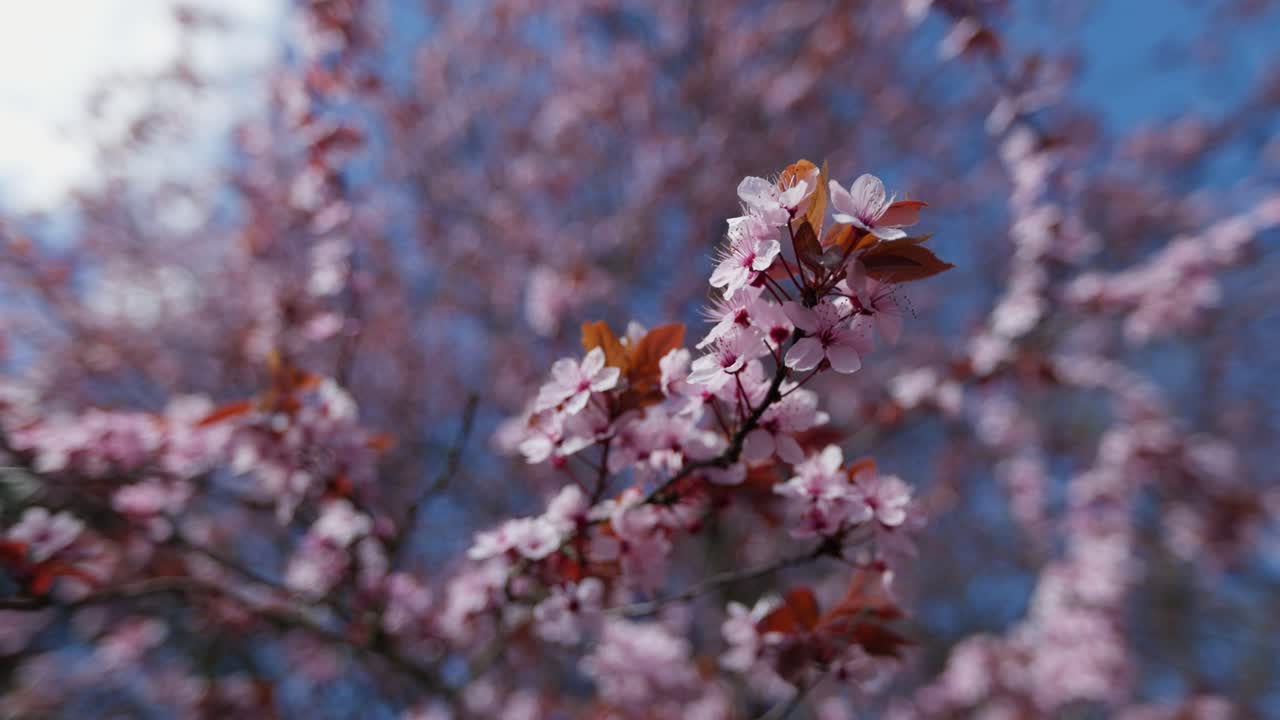 Pink Blossoms in Springtime