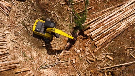 feller buncher crane machine sorting and cutting large logs, top down