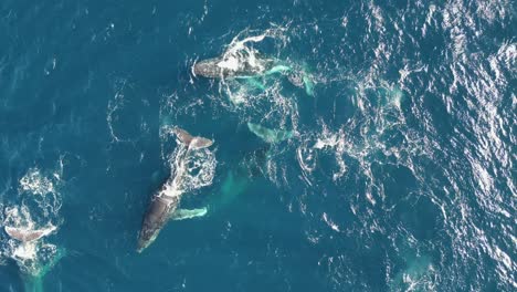 Scenic-View-pod-of-Humpback-Whales-Swimming-at-the-Ocean--top-drone-shot