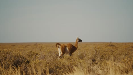 Guanaco-In-Peninsula-Valdes-National-Park,-Chubut,-Argentina---Wide,-Slow-Motion