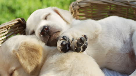 Close-up-view-of-cute-small-labrador-puppies-sleeping-in-a-basket-on-the-green-grass-in-the-park