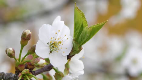 Sweet-cherry-blossoms-in-spring.-White-cherry-blossoms