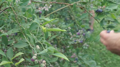 Slow-motion-panning-shot,-male-hands-pick-blueberries-from-bush