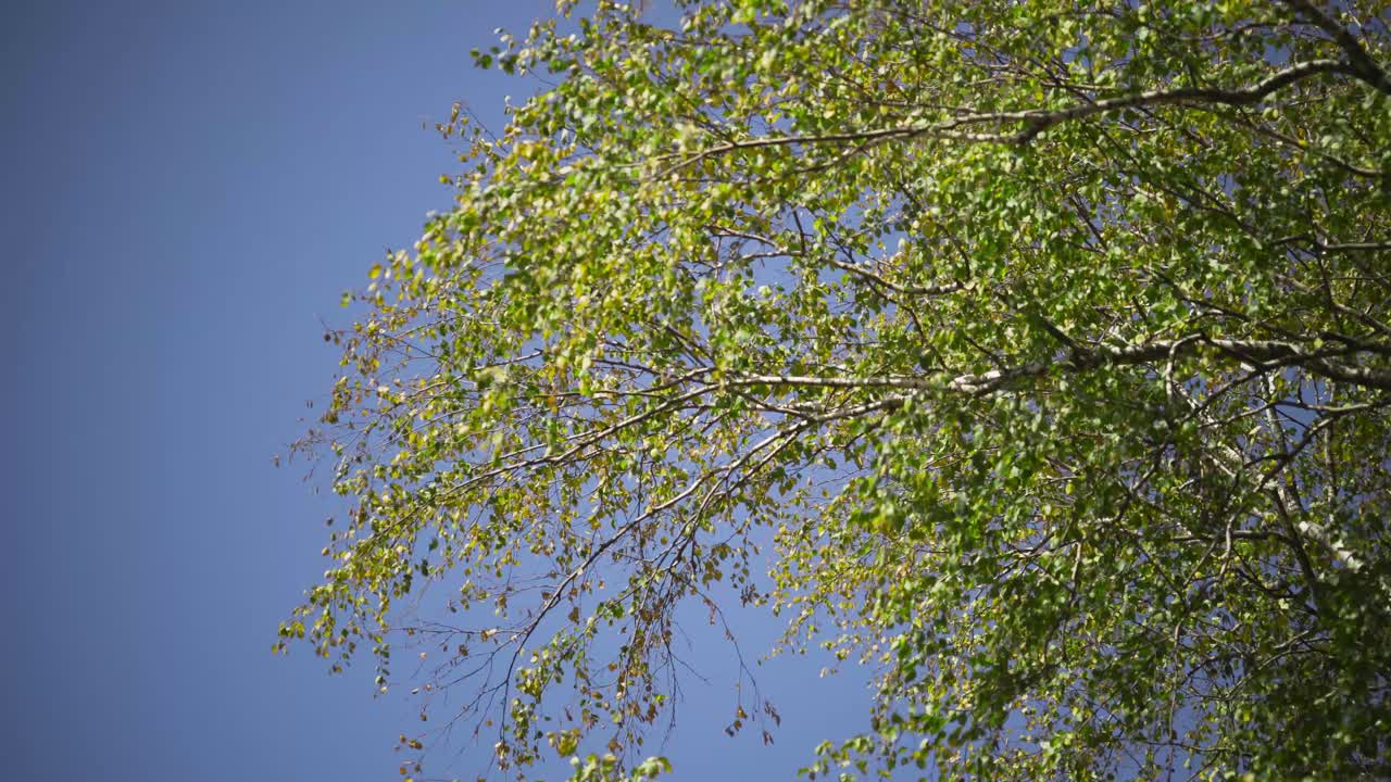 Birch Tree Branches Against a Blue Sky
