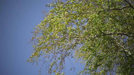 birch tree branches against a blue sky