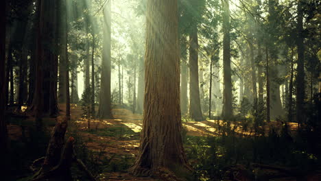 sunlight filters through ancient trees in a serene forest environment