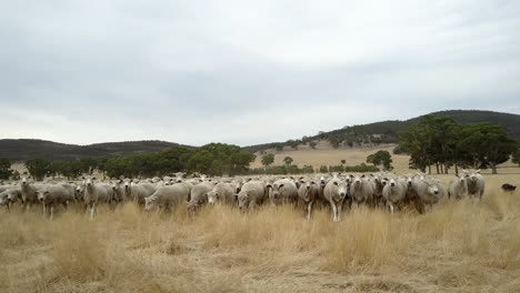 pan of a herd of sheep being wrangled by dogs