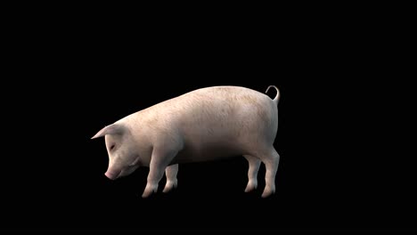 Ein-Schwein,-Das-Untätig-Steht-Und-Auf-Schwarzem-Hintergrund-Frisst,-3D-Animation,-Animierte-Tiere,-Nahtlose-Schleifenanimation