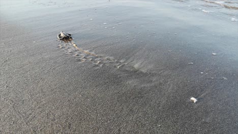 baby sea turtle hatching on a beach turkey