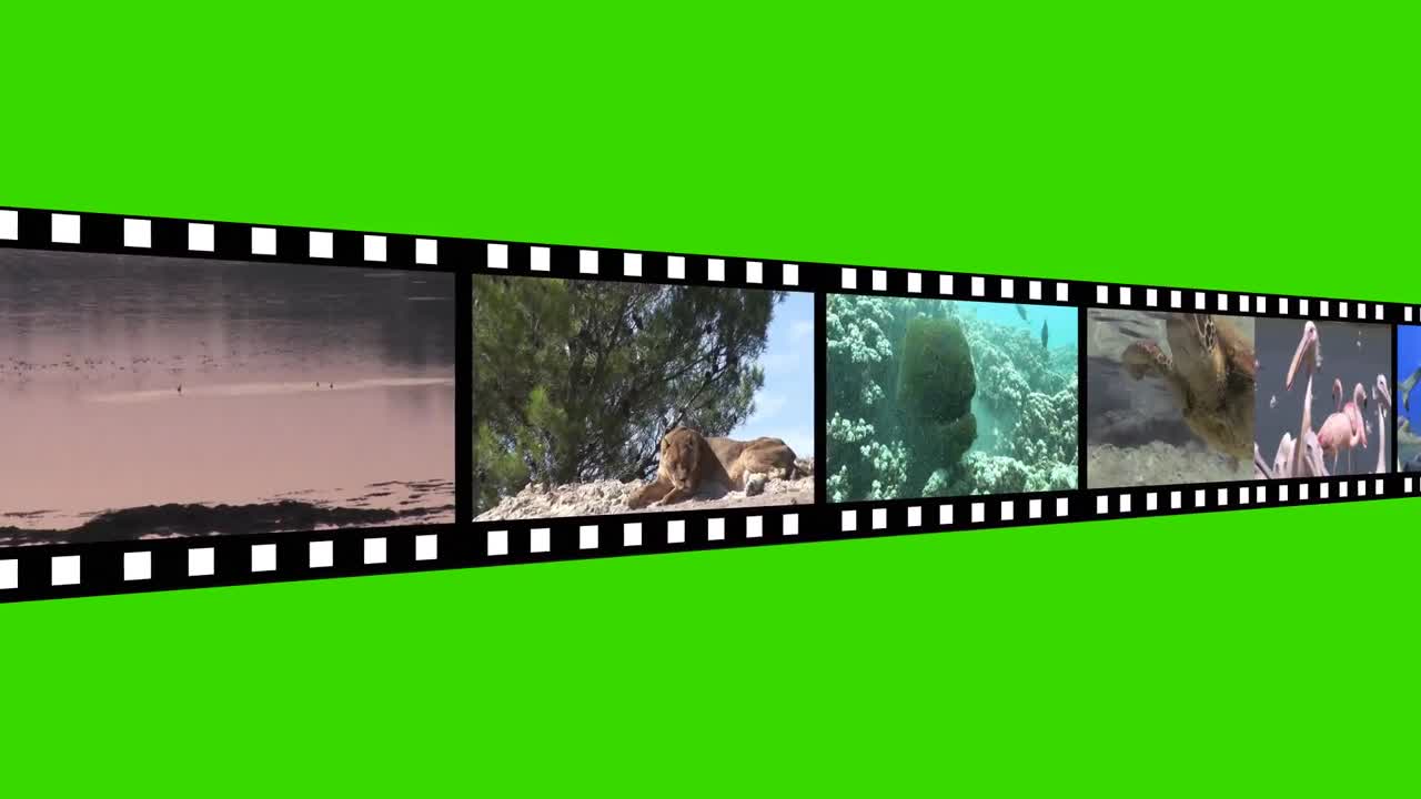 야생동물의 조립