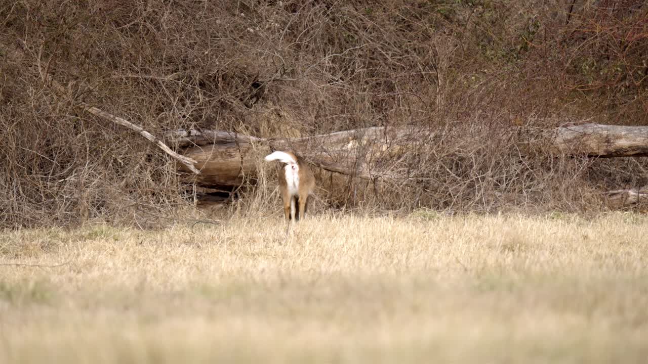 Female deer pooping while eating dry grass on a winter meadow, on a sunny day, slow motion