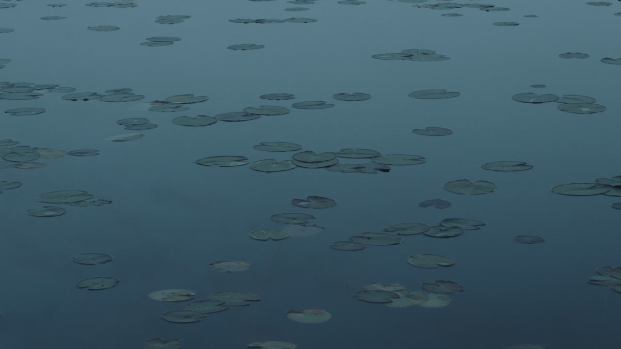 안개 낀 호수에 연꽃 잎