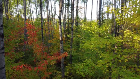 Drone-Vuela-A-Través-De-Un-Bosque-Cubierto-De-Hermosos-Colores-Otoñales