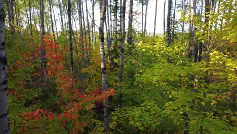 drone flies through a forest covered in beautiful autumn colors