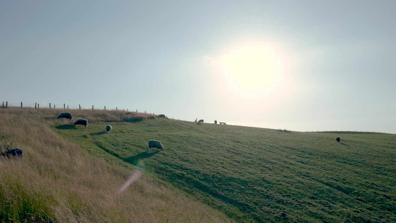 Sheep Grazing on a Hillside Meadow