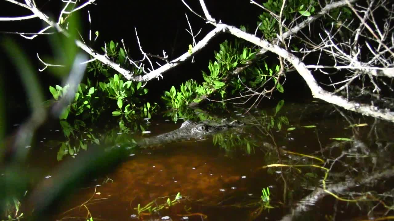 악어가 카메라에 스냅