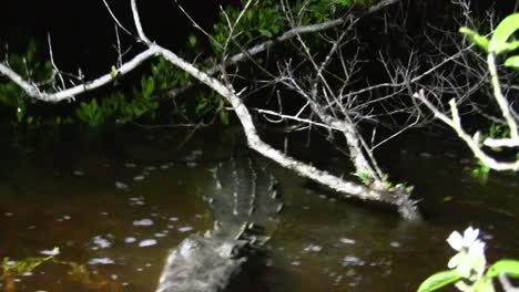 a crocodile snaps at the camera