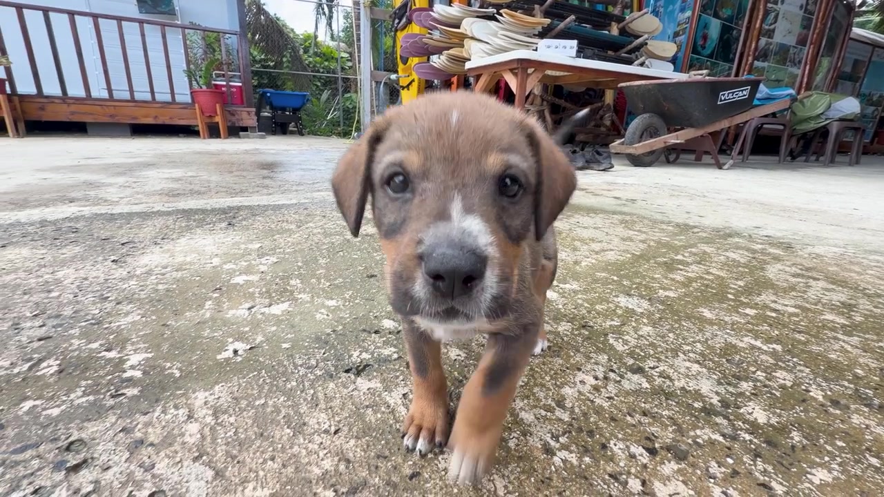A curious brown puppy walks across concrete toward the camera at a tropical outdoor shop