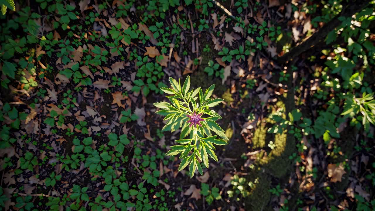 Aerial video shot of lush green forest canopy, captured from a high angle, showcasing vibrant