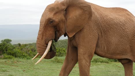 Closeup-of-elephant-swinging-trunk-into-mouth,-eating-shrub-branch