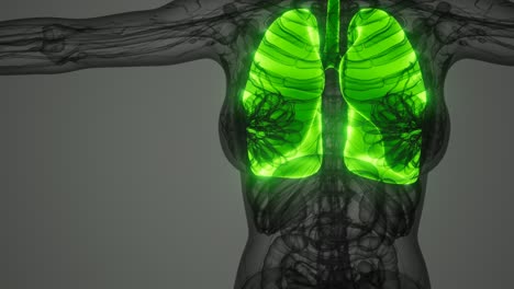 exploración de la anatomía de los pulmones humanos
