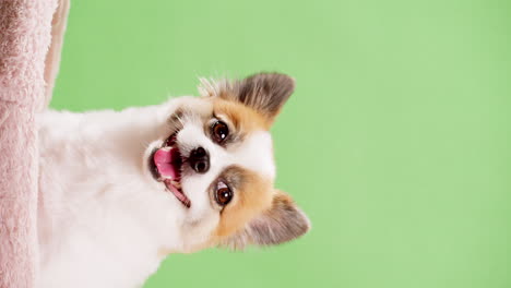 video vertical de un cachorrito feliz en los colores leonado y blanco descansa sobre una alfombra rosa contra el fondo de una pared verde