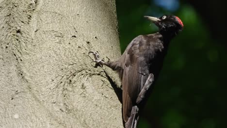 closeup of adult woodpecker holding on tree, observe surroundings, day