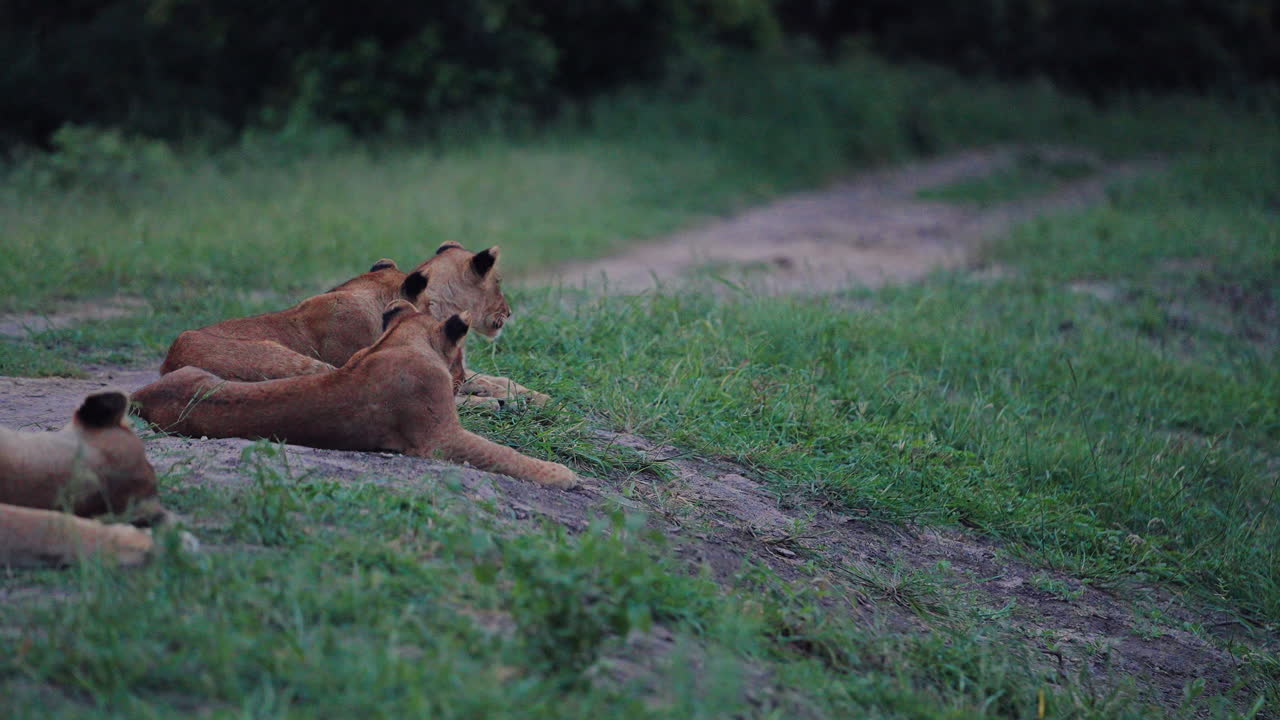 Lion Cubs in the African Savanna