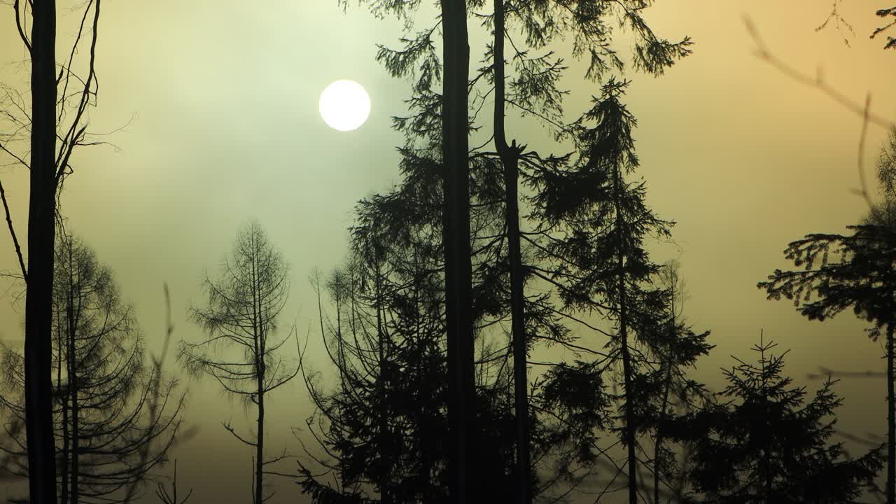 Video 4K di una foresta misteriosa con cielo scuro e tonalità marroni.