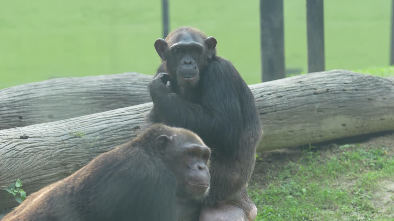 Il gorilla nello zoo